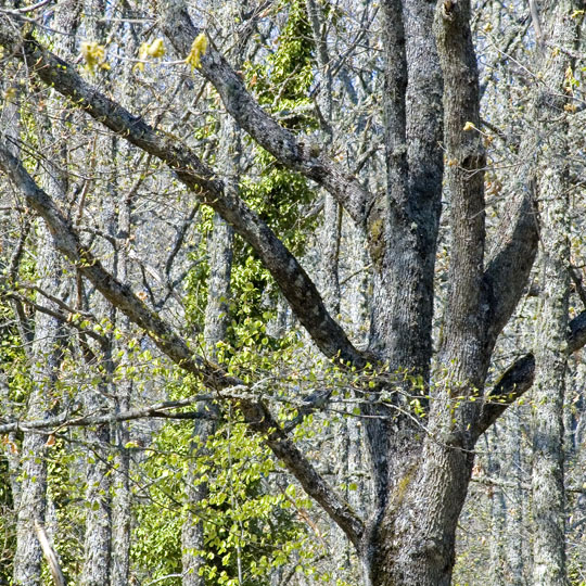 C A5-DSC_  4023 arbre printemps